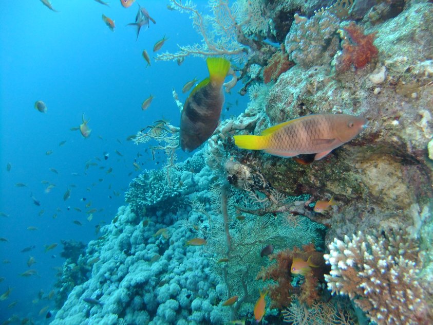 Hurghada - Podmorsk svet - erven more
